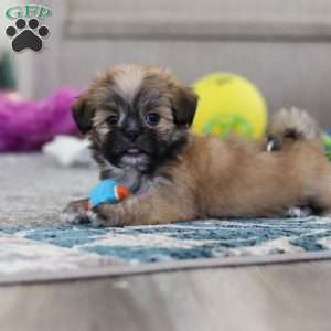 Taylor, Lhasa Apso Puppy